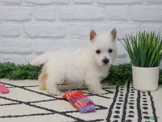 West Highland Terrier dogs Oana - Ad 19