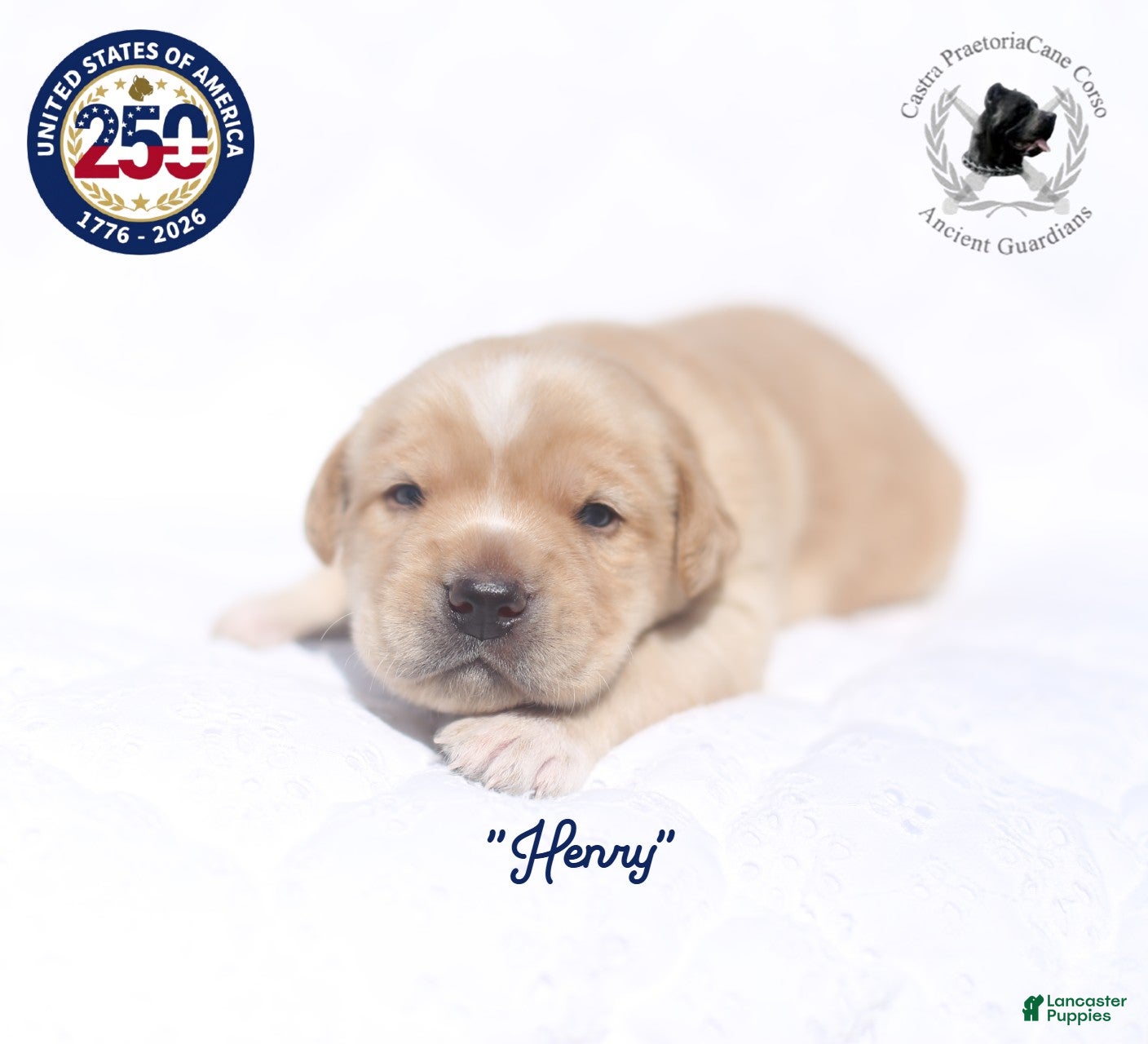 Cane Corso dogs "Henry" - Ad 3