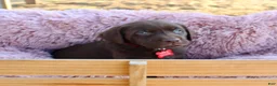 Labrador Retriever dogs for sale: Red Collar - Ad 8