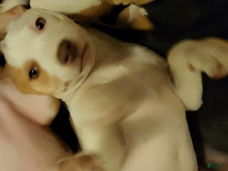 Mixed Breed dogs Angel - Ad 34