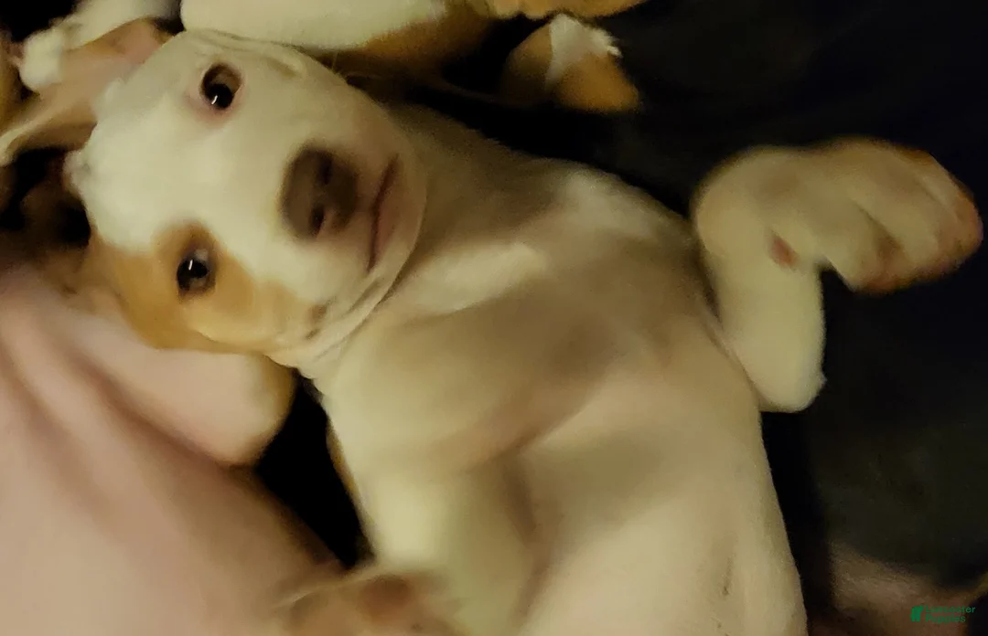 Mixed Breed dogs for sale: Angel - Ad 1