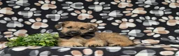 Jackapoo dogs for sale: Sebastian - Ad 5