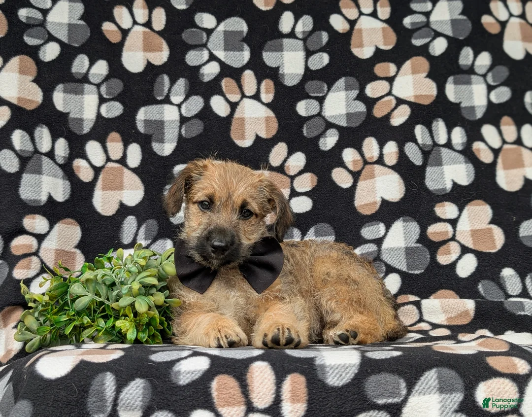 Jackapoo dogs for sale: Sebastian - Ad 5