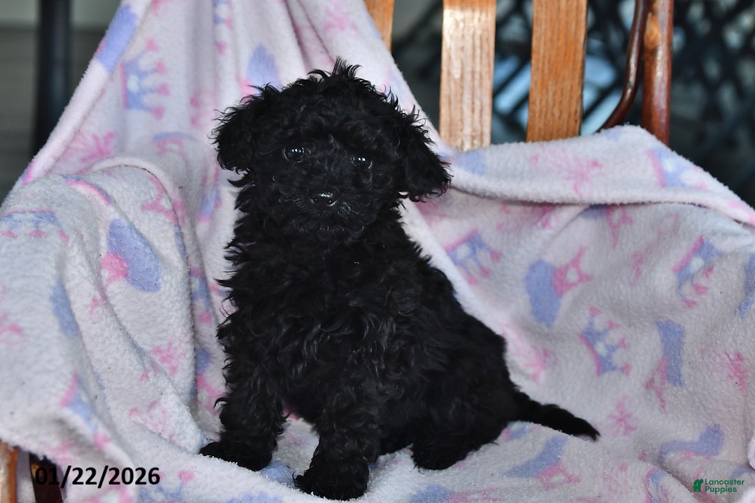 Toy Poodle dogs for sale: Rita - Ad 2