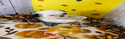 Shih Tzu dogs for sale: Shih Tzu 4 - Ad 9
