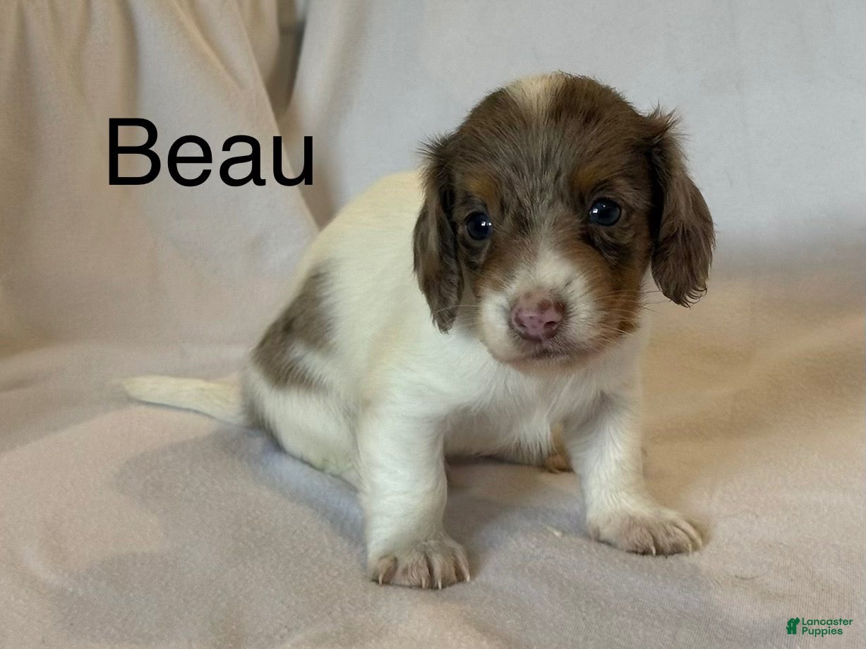 Miniature Dachshund dogs Beau - Ad 1