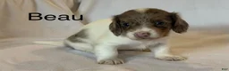 Miniature Dachshund dogs for sale: Beau - Ad 1