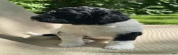 Mixed Breed dogs for sale: Scone - Ad 7
