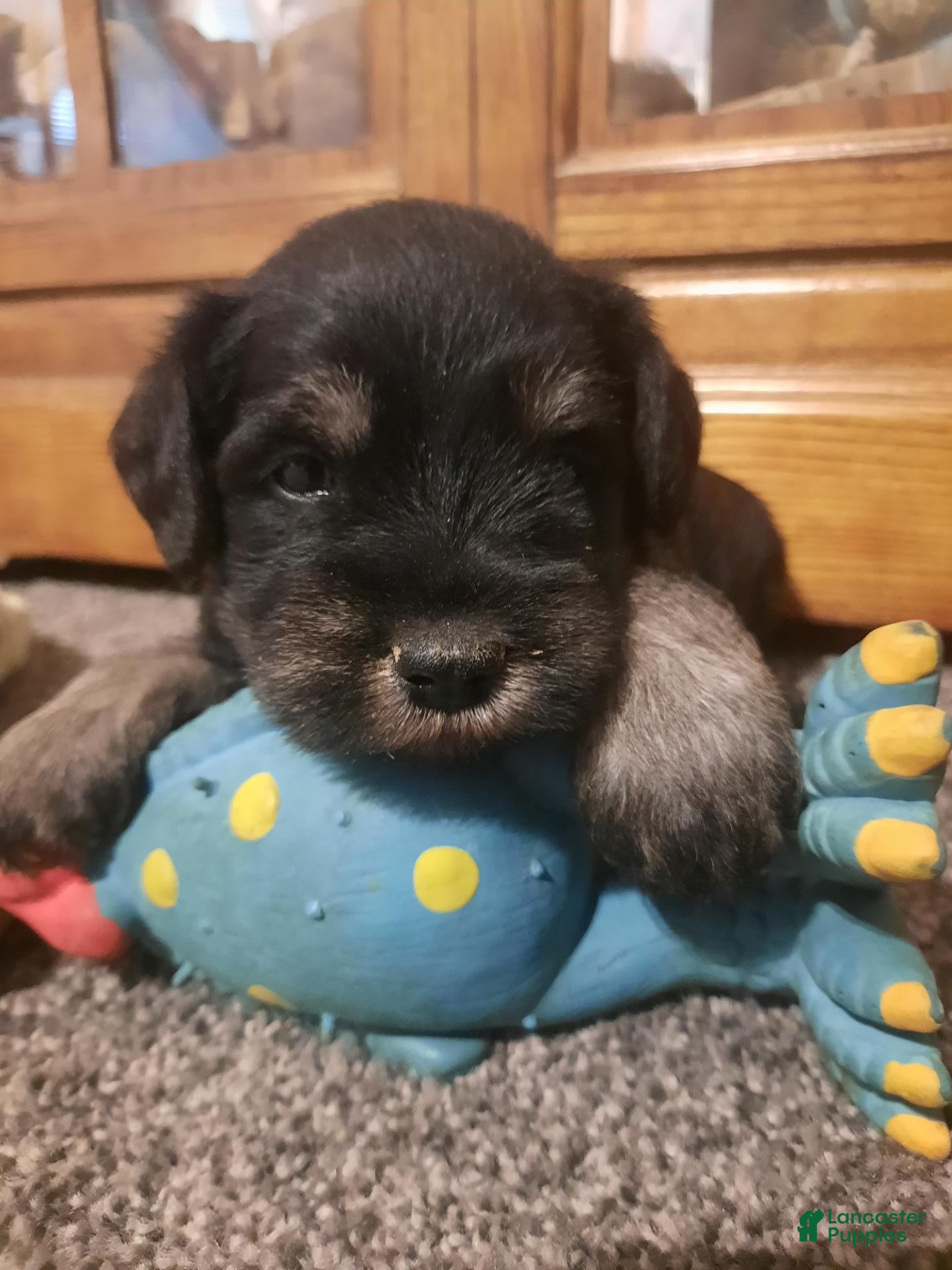 Miniature Schnauzer dogs AKC Peanut - Ad 1