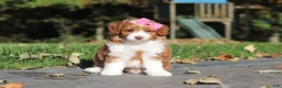 Cavapoo dogs for sale: Goldie - Ad 1