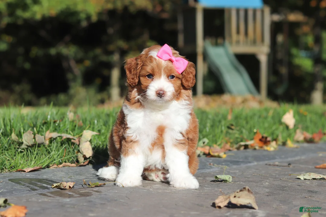 Cavapoo dogs for sale: Goldie - Ad 1