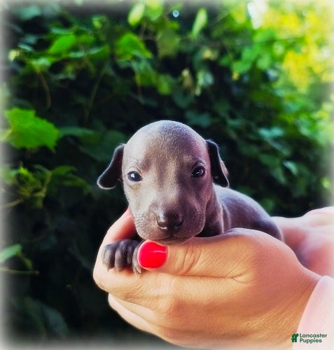Italian Greyhound dogs Dilly - Ad 1