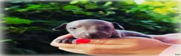 Italian Greyhound dogs for sale: Dilly - Ad 1