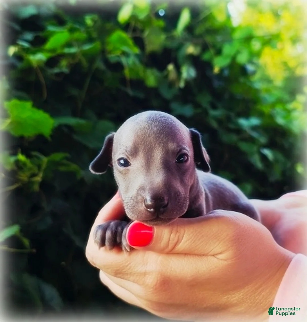 Italian Greyhound dogs for sale: Dilly - Ad 1
