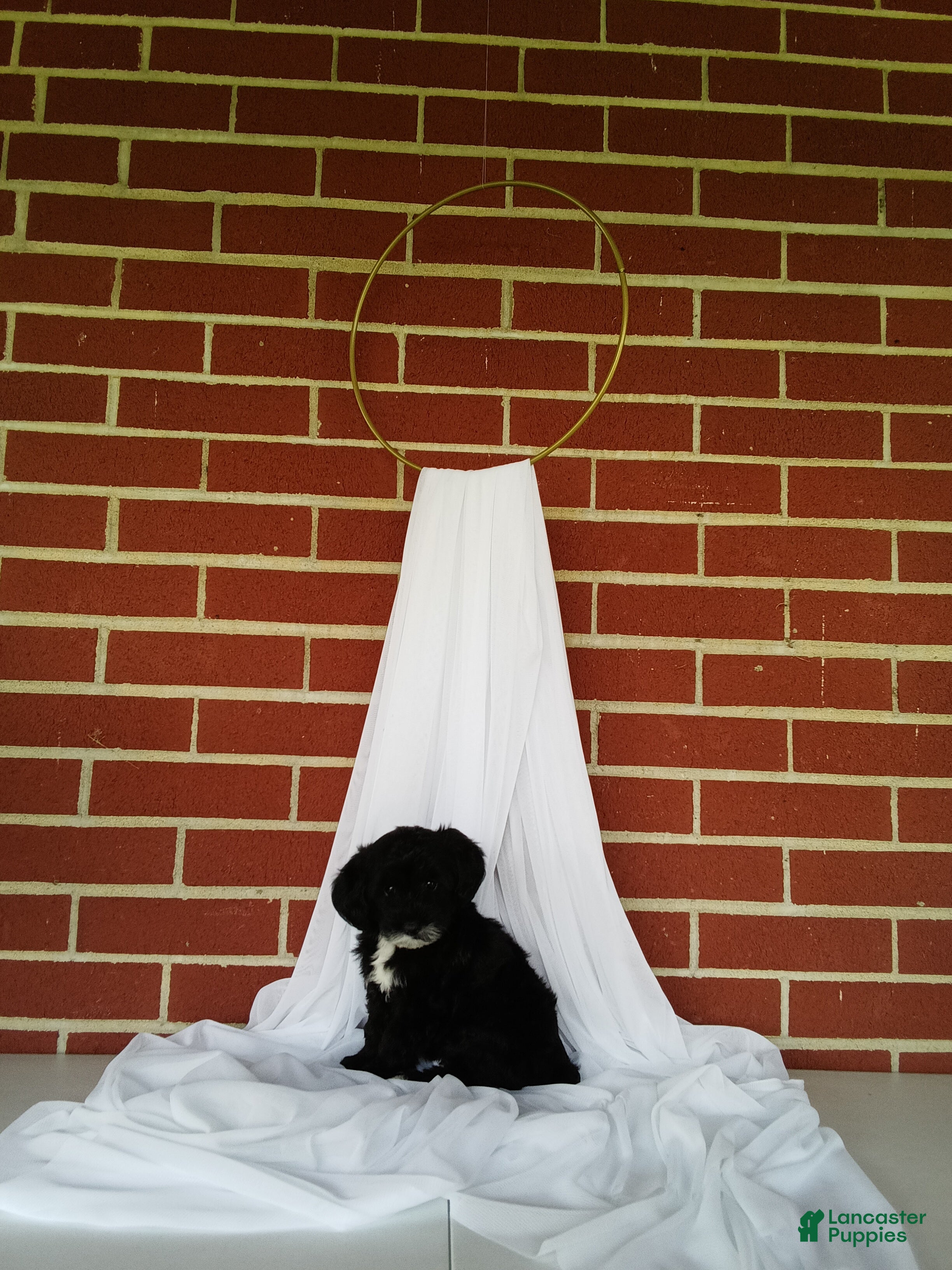 Yorkiepoo dogs 🐾 Meet Petunia – Beautiful F1B Yorkiepoo Puppy! 🐾 - Ad 2