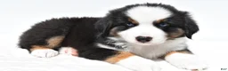 Miniature Australian Shepherd dogs for sale: Snoopy - Ad 3