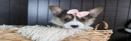 Welsh Corgi Pembroke dogs for sale: Roxanne - Ad 12