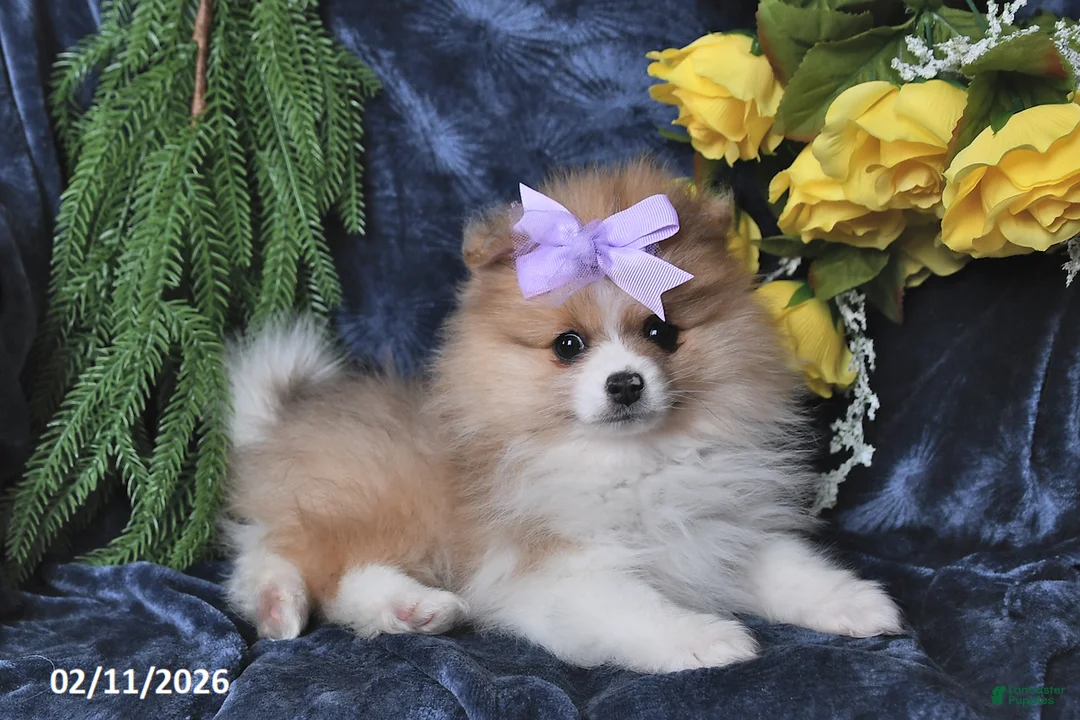 Pomeranian dogs for sale: Misty - Ad 4
