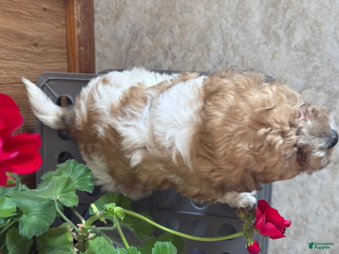 Bichpoo dogs for sale: Clown  - Ad 9