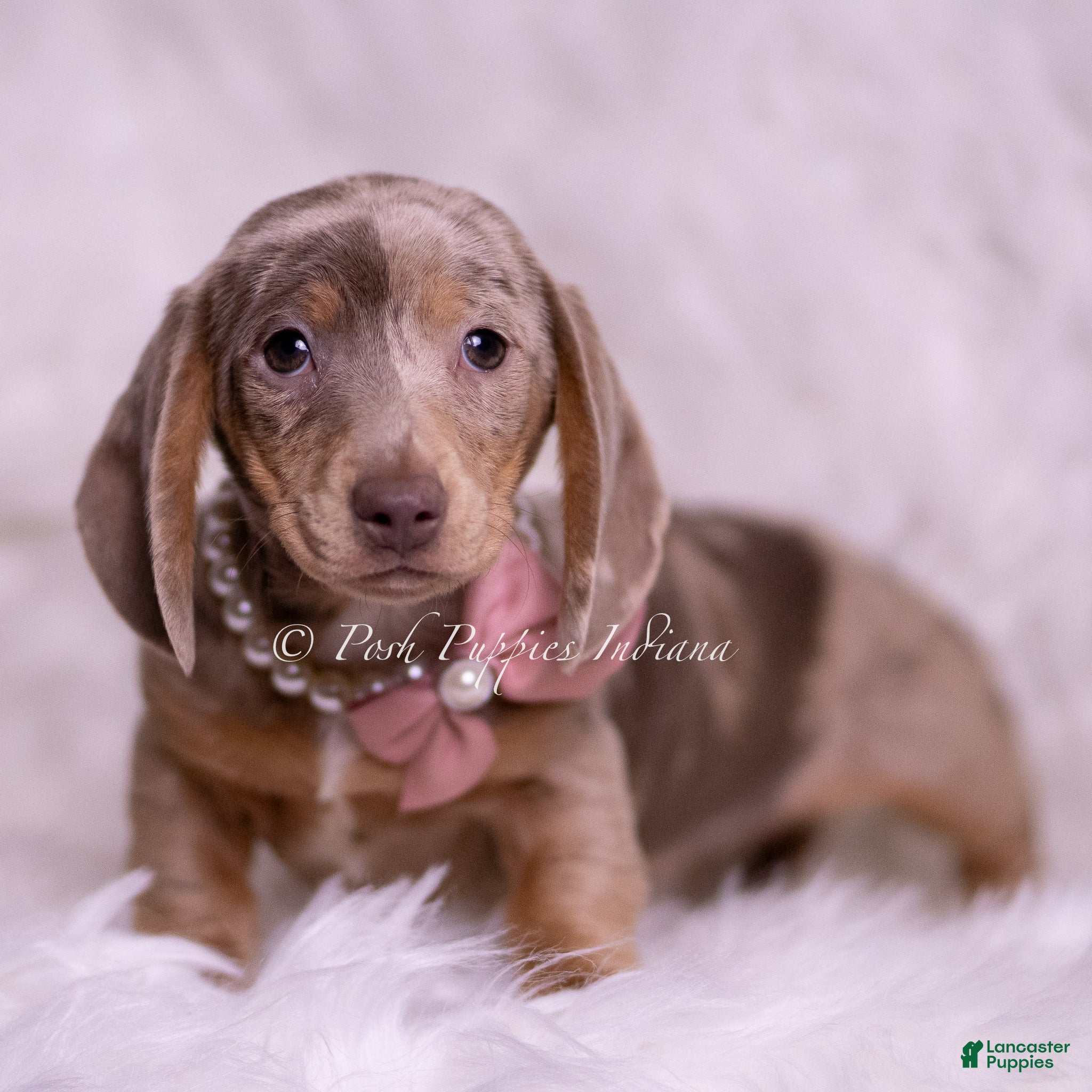 Miniature Dachshund dogs Miley - Ad 2