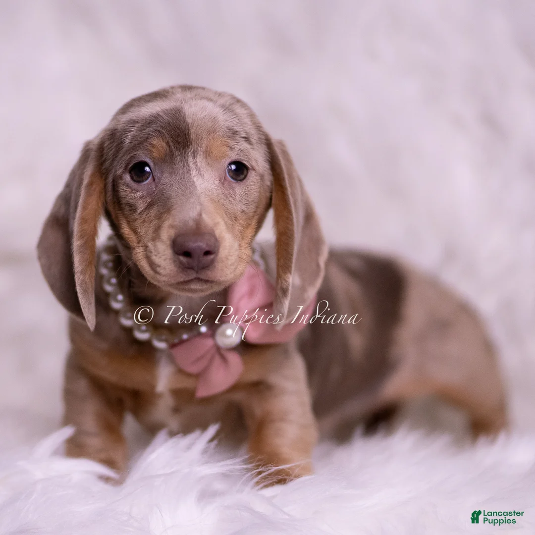 Miniature Dachshund dogs for sale: Miley - Ad 2