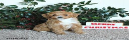 Mini Goldendoodle dogs for sale: Kiki - Ad 3