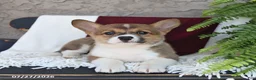Welsh Corgi Pembroke dogs for sale: Lilly - Ad 1