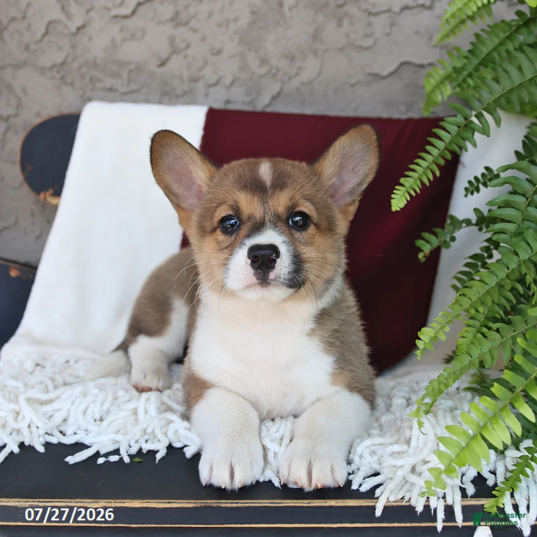 Welsh Corgi Pembroke dogs for sale: Lilly - Ad 1