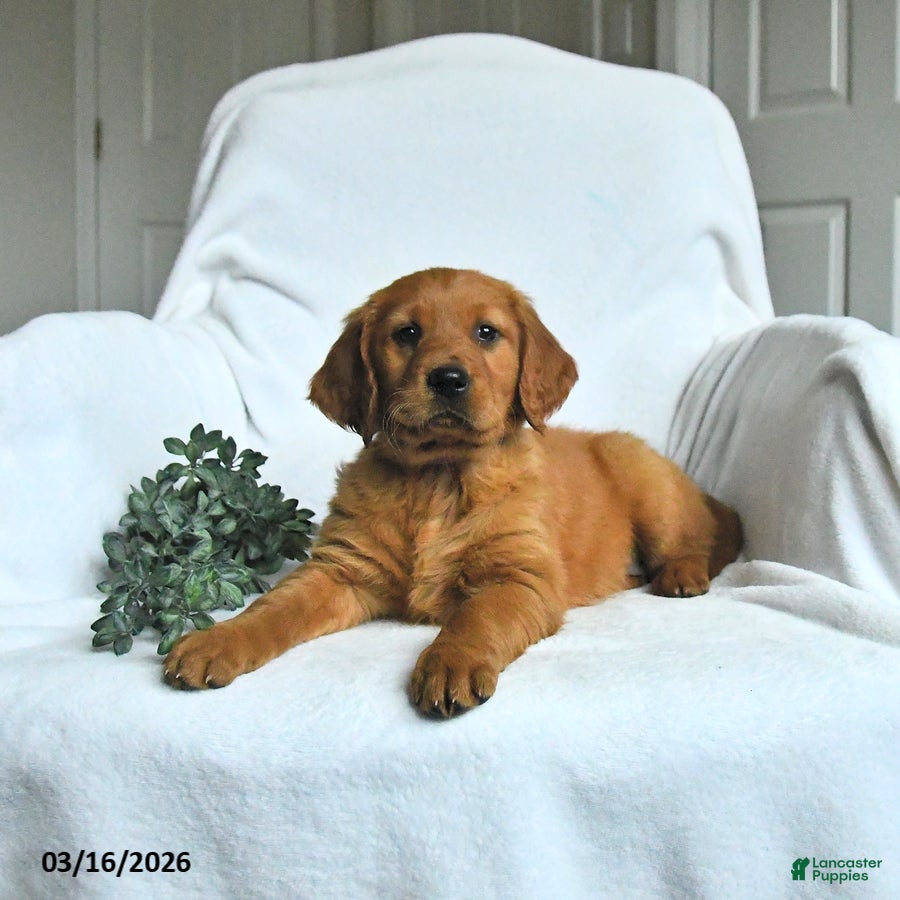 Mixed Breed dogs Willa - Ad 1