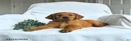 Mixed Breed dogs for sale: Willa - Ad 1