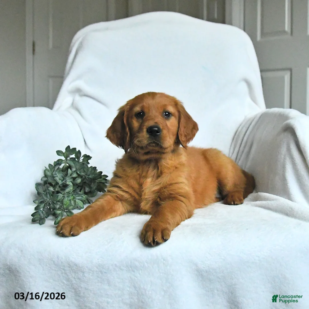 Mixed Breed dogs for sale: Willa - Ad 1