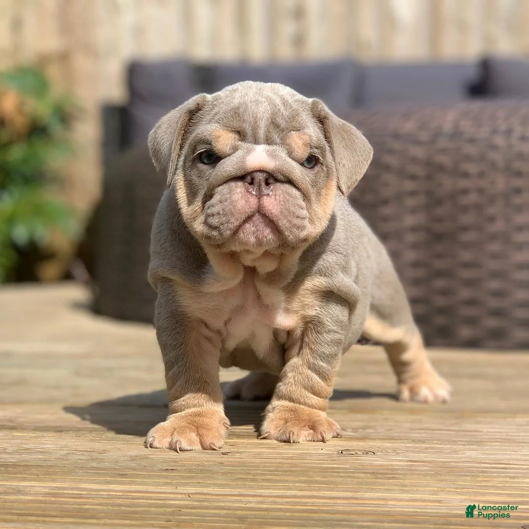 English Bulldog dogs for sale: English Bulldog Puppy 10 - Ad 1
