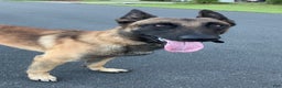 Belgian Malinois dogs for sale: Belgian Malinois male  - Ad 2