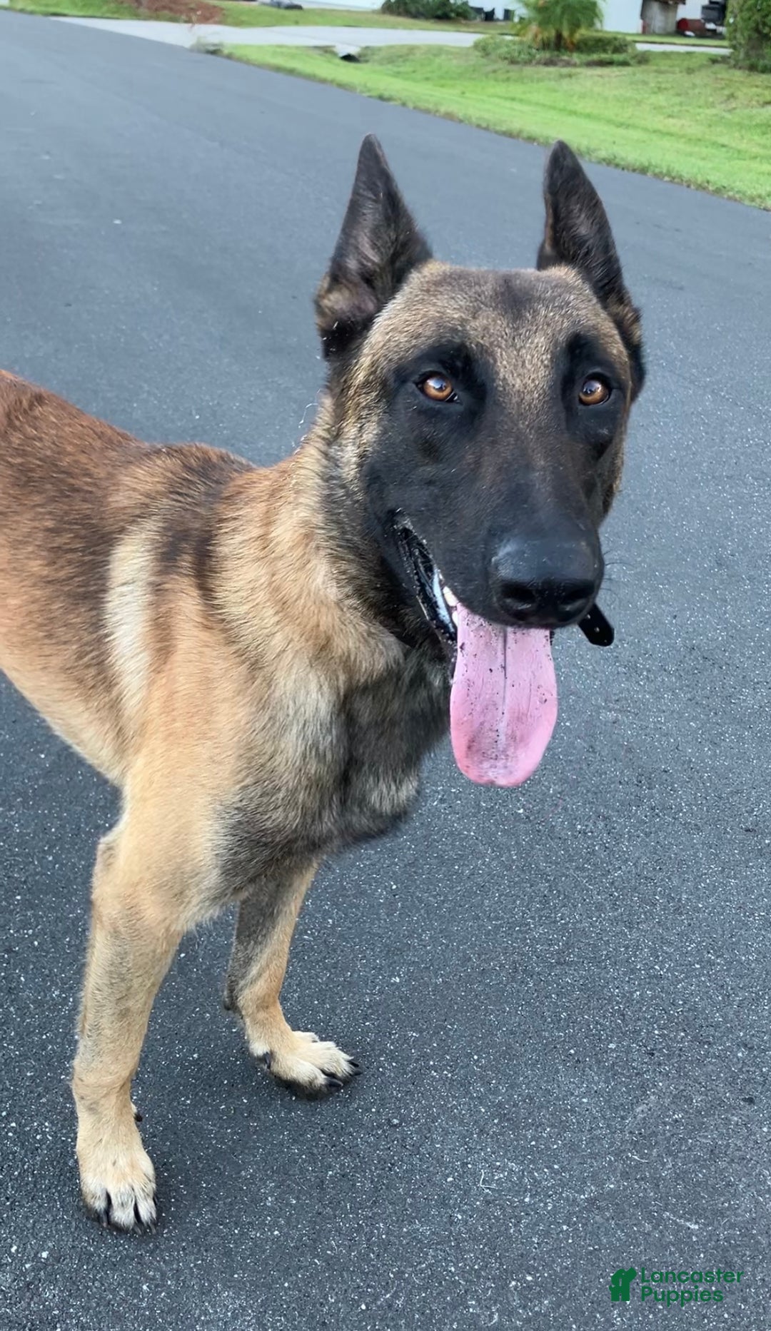 Belgian Malinois dogs for sale: Belgian Malinois male  - Ad 2