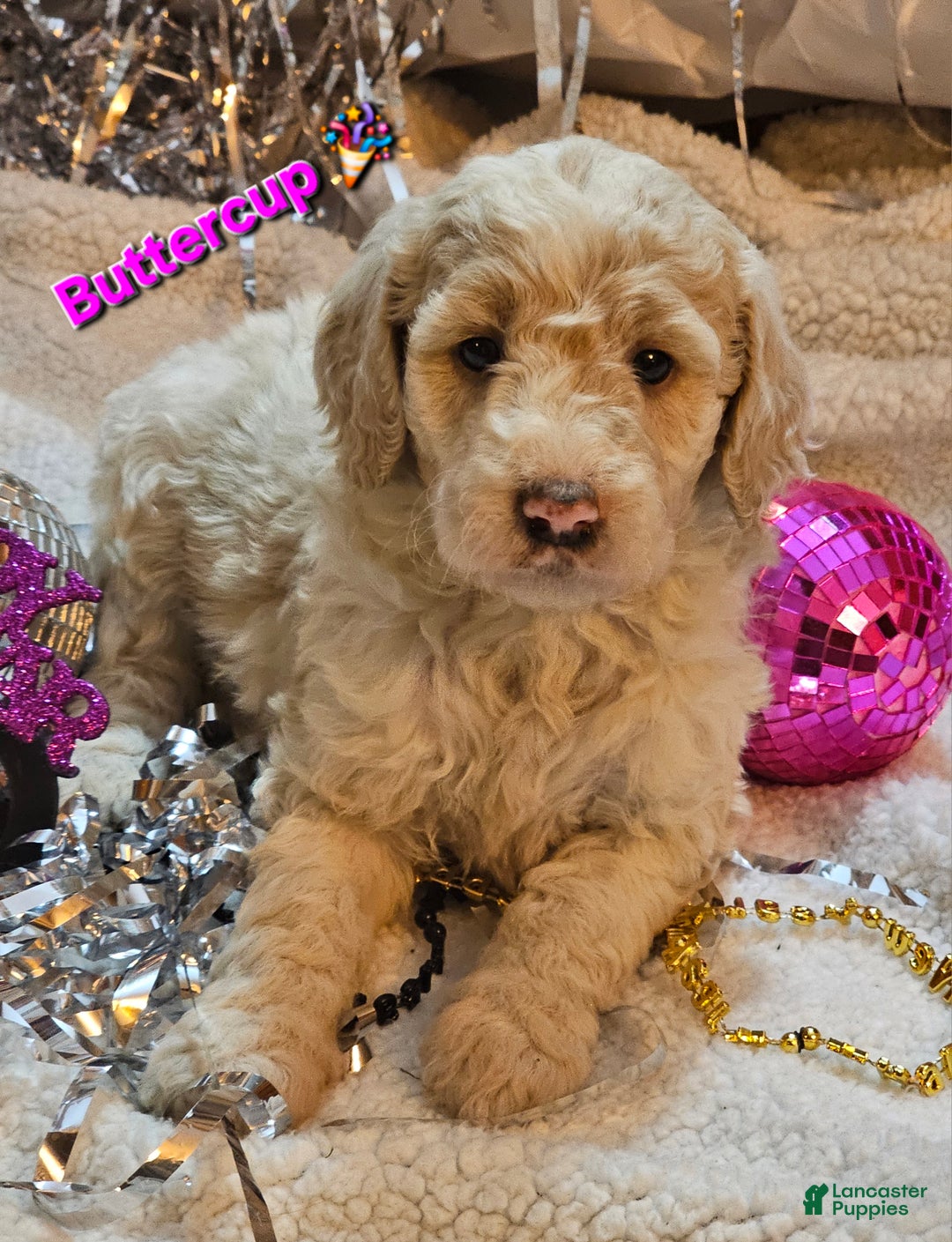 Goldendoodle dogs for sale: Buttercup - Ad 1