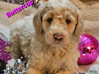 Goldendoodle dogs Buttercup - Ad 8