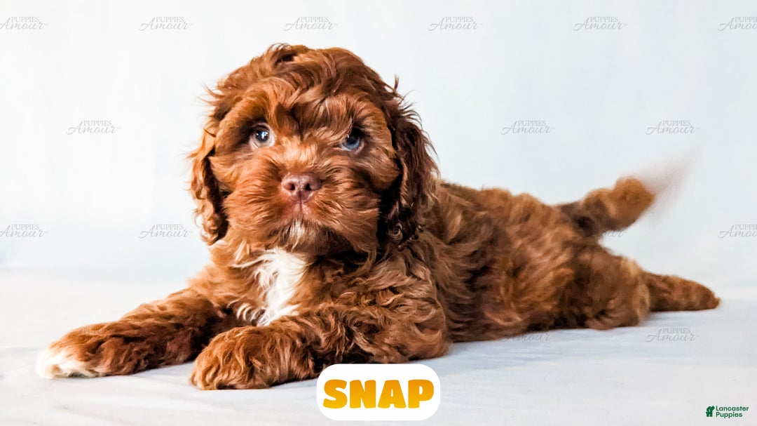 Cockapoo dogs for sale: Snap - Ad 11