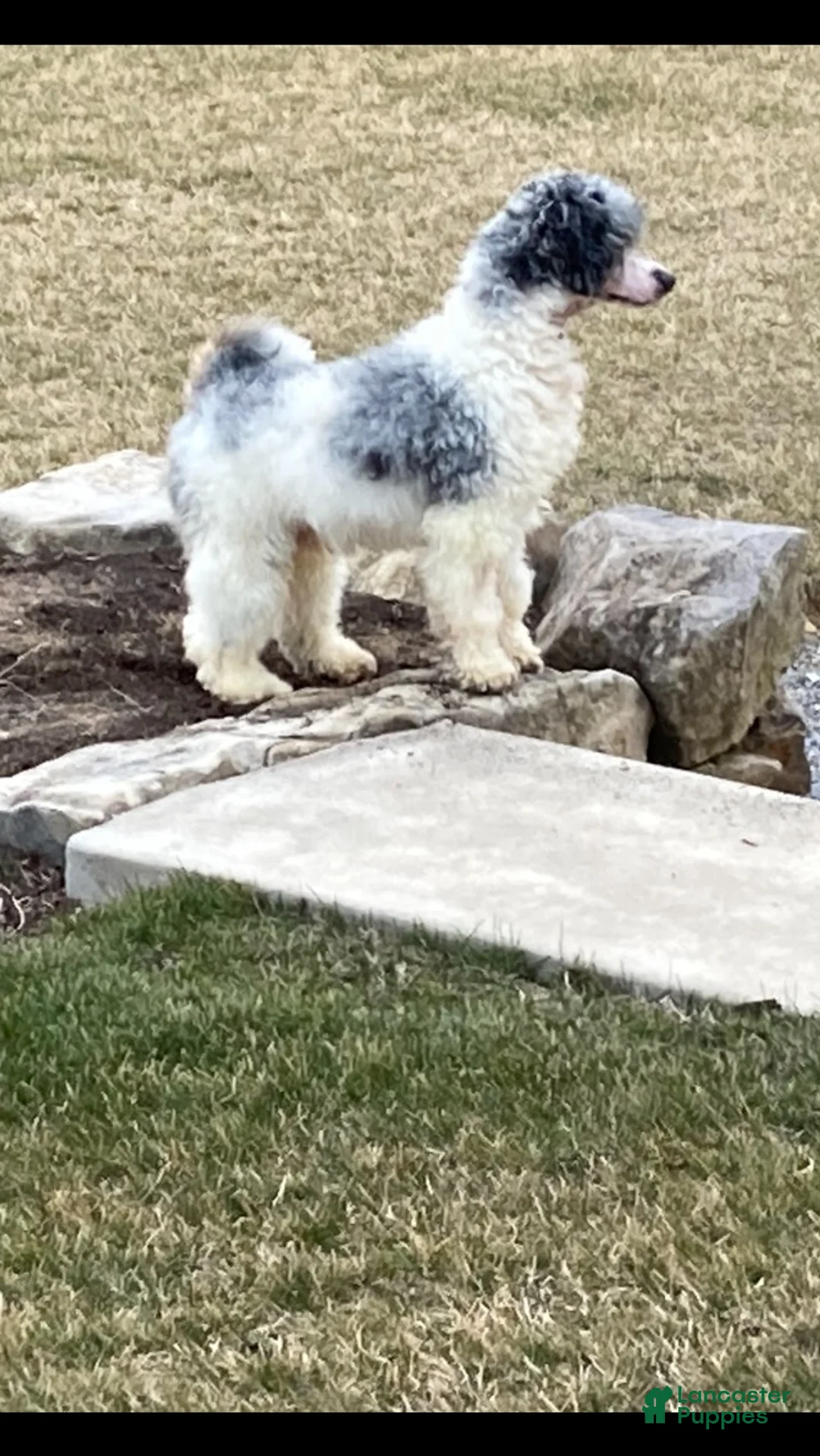 Mini Bernedoodle dogs for sale: Teddy - Ad 7