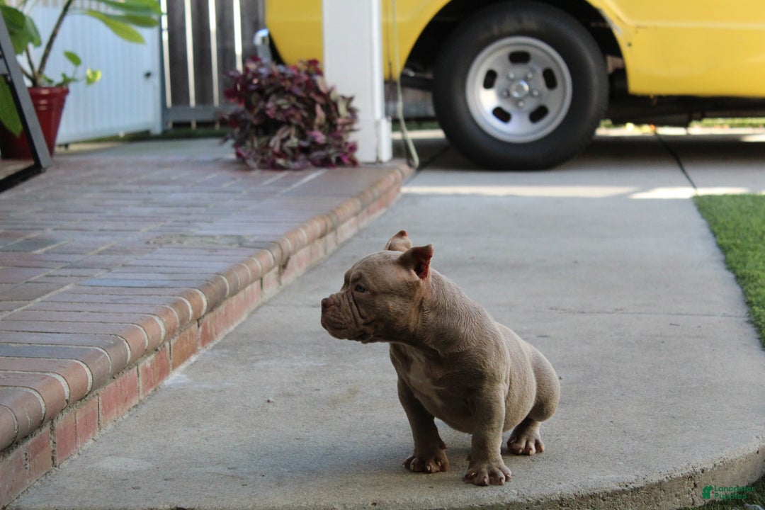 American Bully dogs for sale: Ivy American Bully  - Ad 3