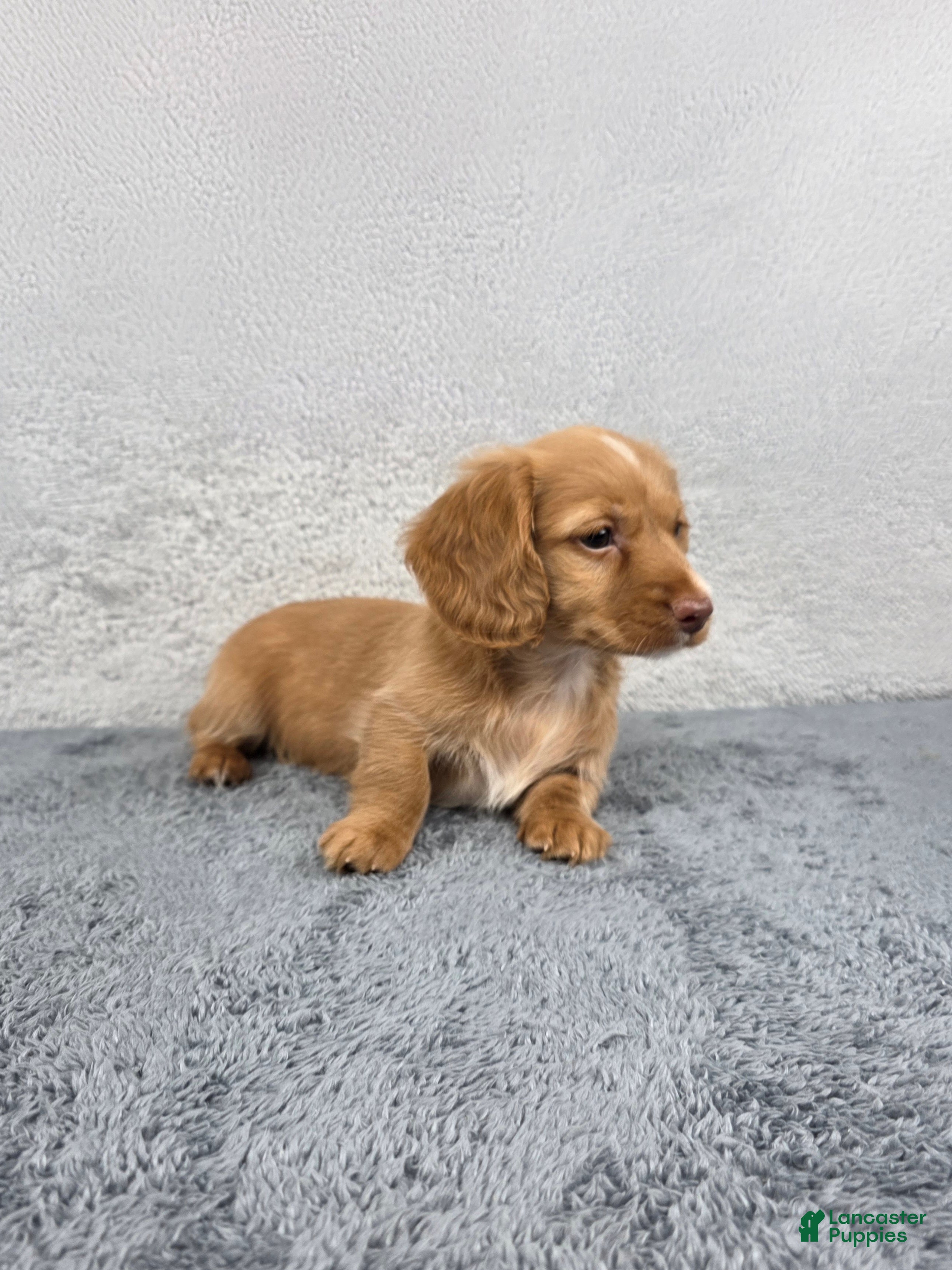 Miniature Dachshund dogs Ivy - Ad 2