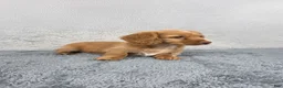 Miniature Dachshund dogs for sale: Ivy - Ad 2
