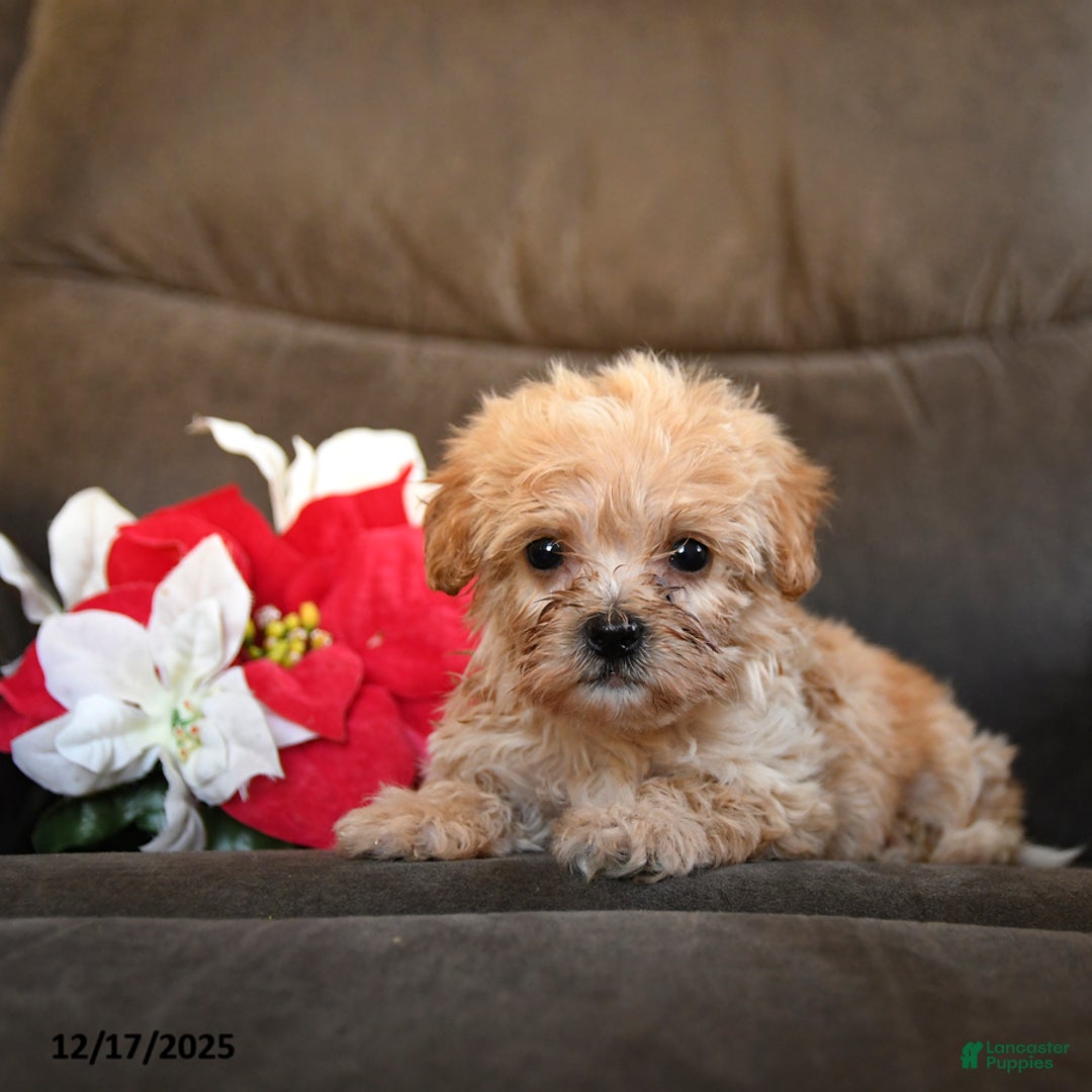 Teddy Bear dogs for sale: Hershey - Ad 5