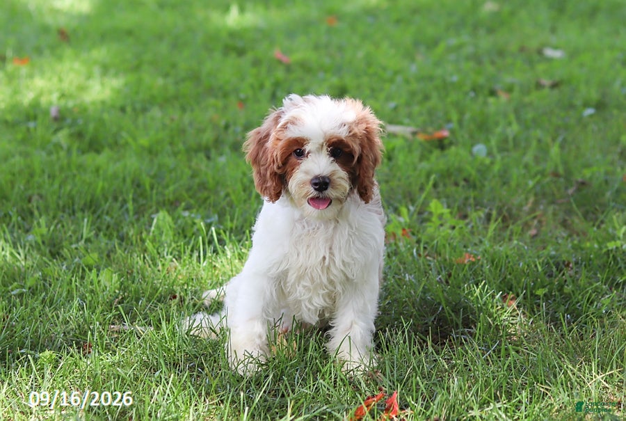 Cavapoochon dogs Cyber - Ad 1