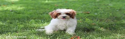 Cavapoochon dogs for sale: Cyber - Ad 1