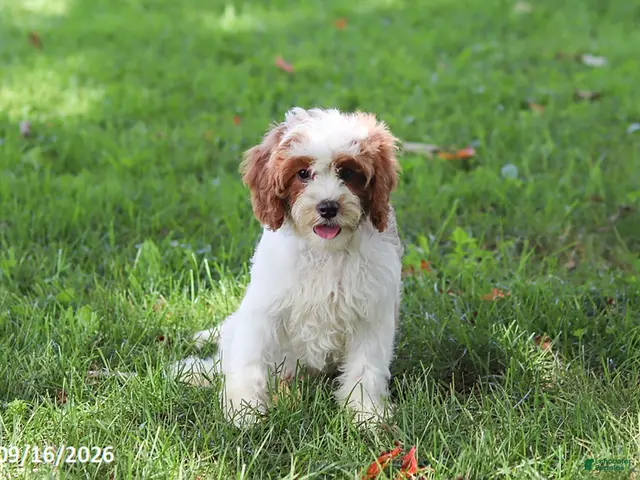 Cavapoochon dogs for sale: Cyber - Ad 1