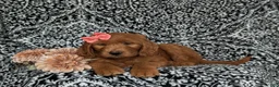 Goldendoodle dogs for sale: Wanda - Ad 6