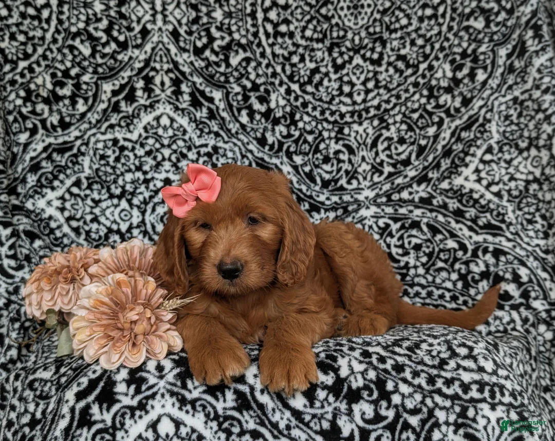 Goldendoodle dogs for sale: Wanda - Ad 6