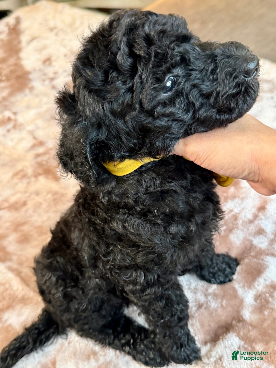 Standard Poodle dogs for sale: Standard Poodle Puppy 8 - Ad 2