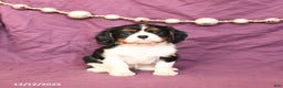 Cavalier King Charles Spaniel dogs for sale: Lucy - Ad 2