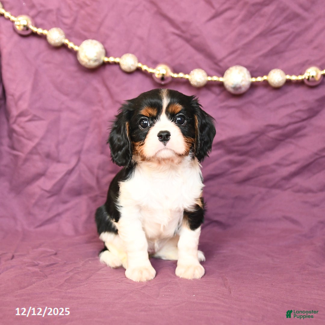 Cavalier King Charles Spaniel dogs for sale: Lucy - Ad 2